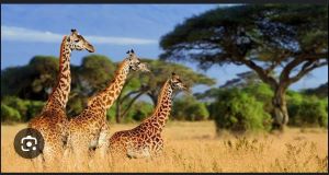 giraffes at tarangire national park